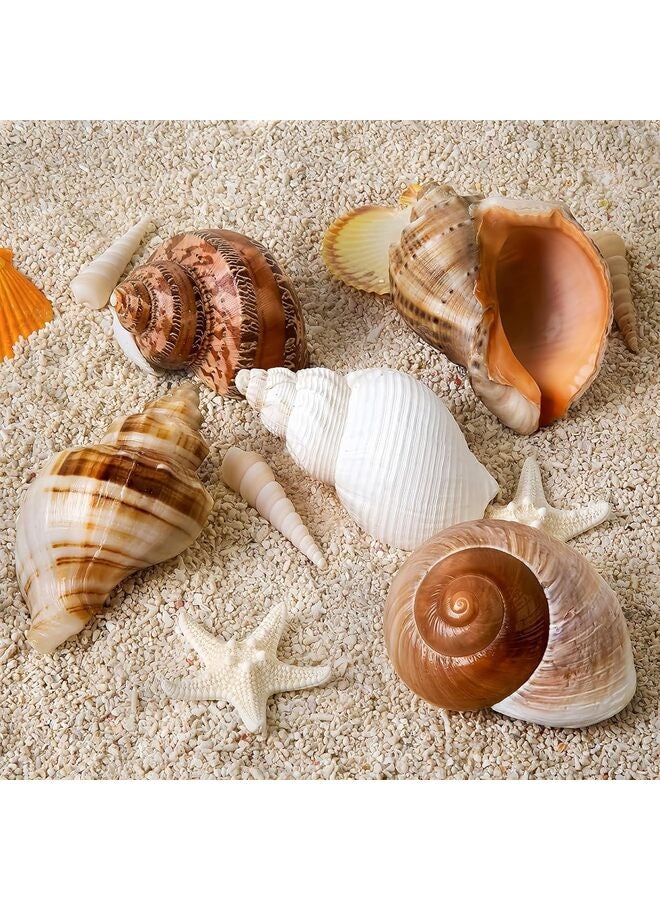 5PCS Large Hermit Crab Shells | Natural Sea Conch Size 2.8" - 3.9", Opening Size 1.5" - 2.5" | Turbo Seashells for Hermit Crab Supplies and Beach Decoration Large Sea Shell - Image 2