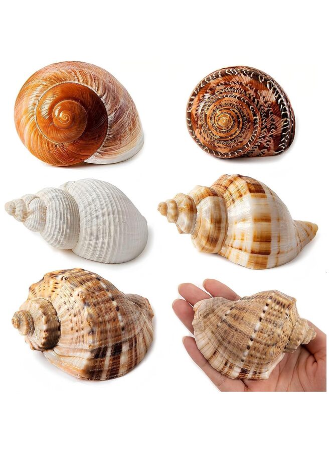 5PCS Large Hermit Crab Shells | Natural Sea Conch Size 2.8" - 3.9", Opening Size 1.5" - 2.5" | Turbo Seashells for Hermit Crab Supplies and Beach Decoration Large Sea Shell - Image 1