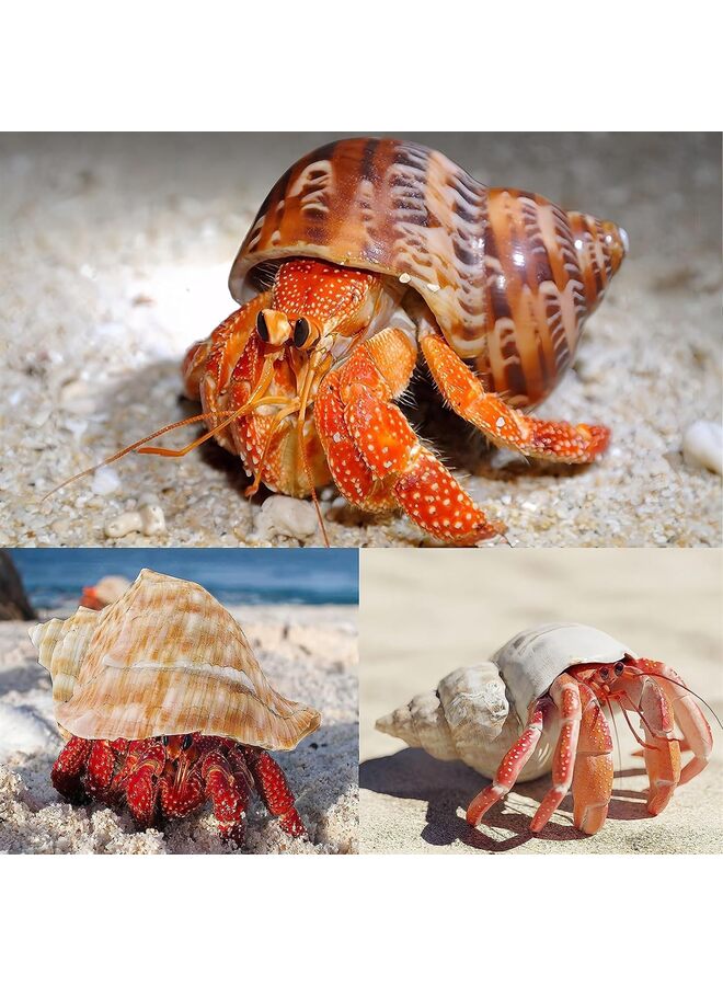 5PCS Large Hermit Crab Shells | Natural Sea Conch Size 2.8" - 3.9", Opening Size 1.5" - 2.5" | Turbo Seashells for Hermit Crab Supplies and Beach Decoration Large Sea Shell - Image 5