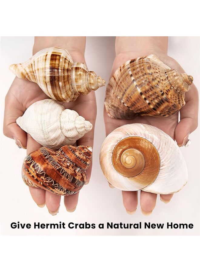 5PCS Large Hermit Crab Shells | Natural Sea Conch Size 2.8" - 3.9", Opening Size 1.5" - 2.5" | Turbo Seashells for Hermit Crab Supplies and Beach Decoration Large Sea Shell - Image 3