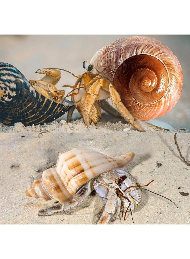 5PCS Large Hermit Crab Shells | Natural Sea Conch Size 2.8" - 3.9", Opening Size 1.5" - 2.5" | Turbo Seashells for Hermit Crab Supplies and Beach Decoration Large Sea Shell - Image 4
