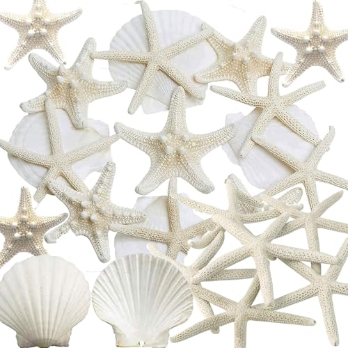 JQAQJU 32PCS Starfish and Scallop Shells for Crafts 34 with Pearls Natural Sea Shells for Crafting Beach Party Christmas Decor DIY - Image 1