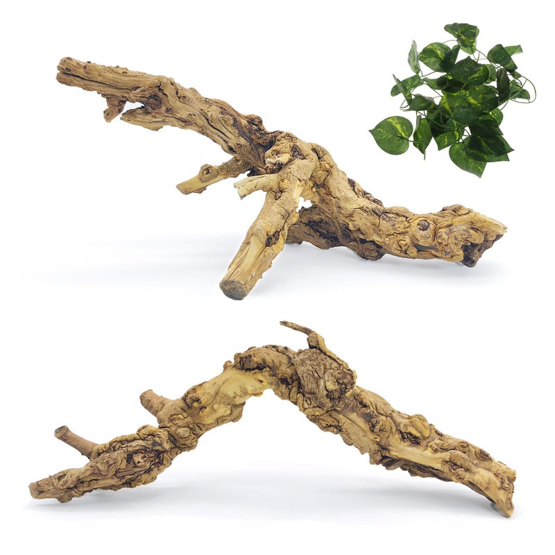 VCEPJH 2 Pack Reptile Wood Branches Snake Climbing Branch Natural Bearded Dragon Log Tank Accessories Tree Trunk for Chameleon Gecko Snake Frog Spider - Image 2