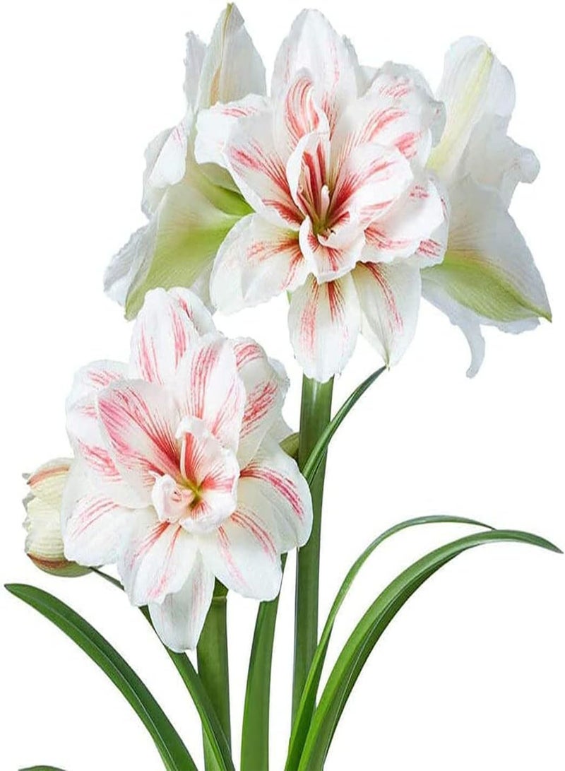 GGOOT 2 weiße Amaryllis Zwiebeln schöne große Indoor Blüte dramatische Blüten wachsen überall im Innenbereich geeignet für die Einrichtung von Häusern voller Duft - Image 2