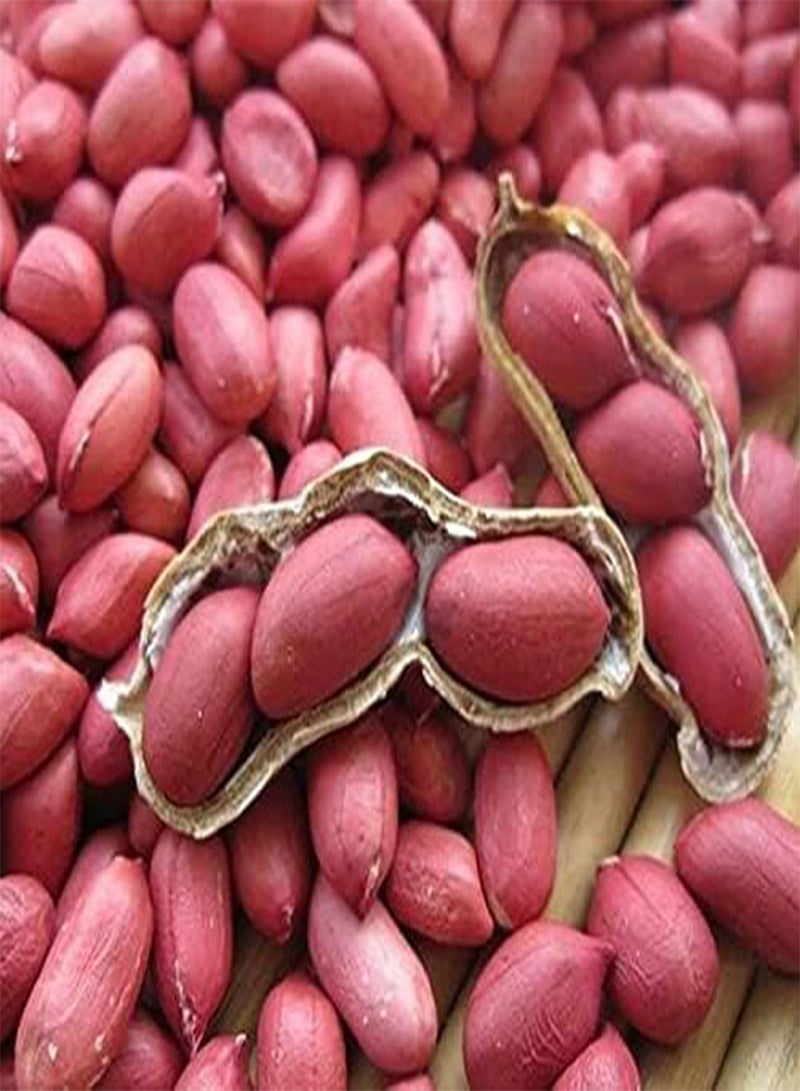 GGOOT Red Skin Peanuts Seeds, Groundnuts Monkey Nuts, Arachis Hypogaea, Vegetable Plants for Home Garden Planting Seeds by Heavy Torch, Pack of 20 Seeds - Image 1