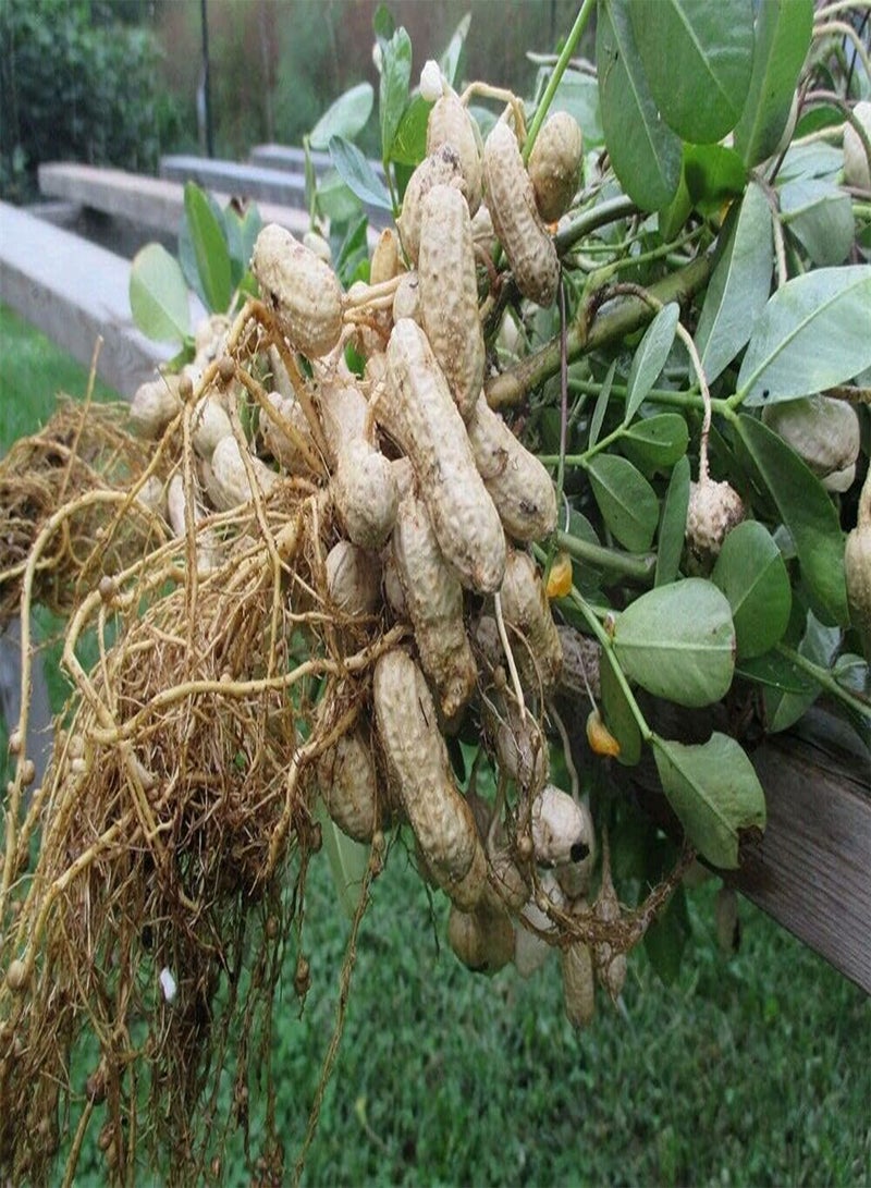 GGOOT Red Skin Peanuts Seeds, Groundnuts Monkey Nuts, Arachis Hypogaea, Vegetable Plants for Home Garden Planting Seeds by Heavy Torch, Pack of 20 Seeds - Image 3