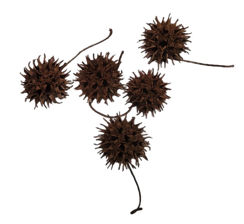 Eco Animal Pet Products Sweet Gum Tree Seed Pods - All Natural Bioactive Ball Accessories for Isopods, Reptiles, Amphibians, and Shrimp (Pack of 5) 2 OZ