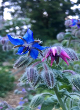 Borage Seeds - Borago officinalis - pzsku/Z740AC059CB4C4B738E10Z/45/1746368190/8f717883-b2e8-403d-af27-b67b3836da6e