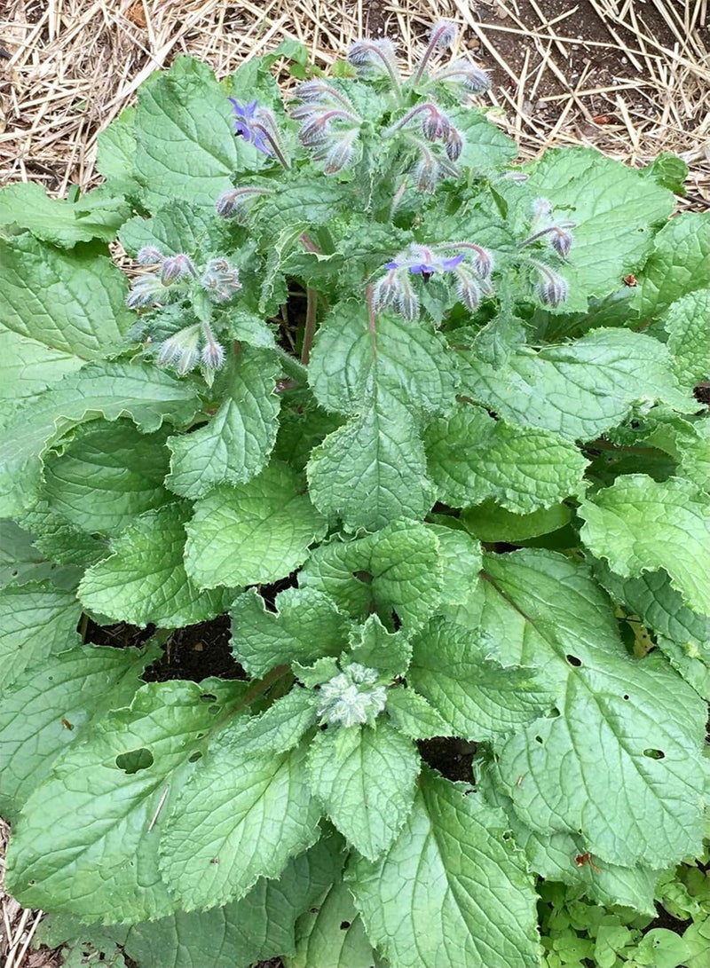 Borage Seeds - Borago officinalis
