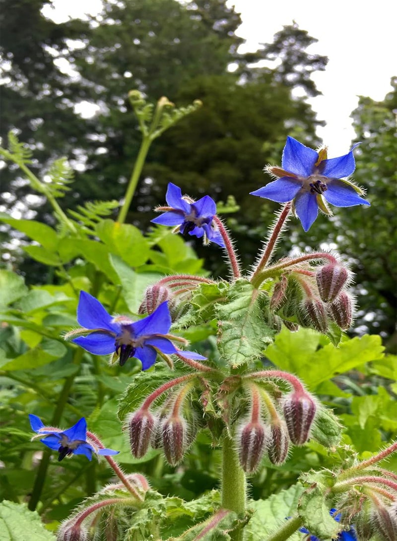 Borage Seeds - Borago officinalis
