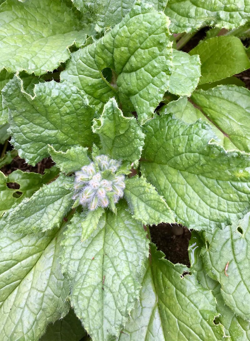 Borage Seeds - Borago officinalis