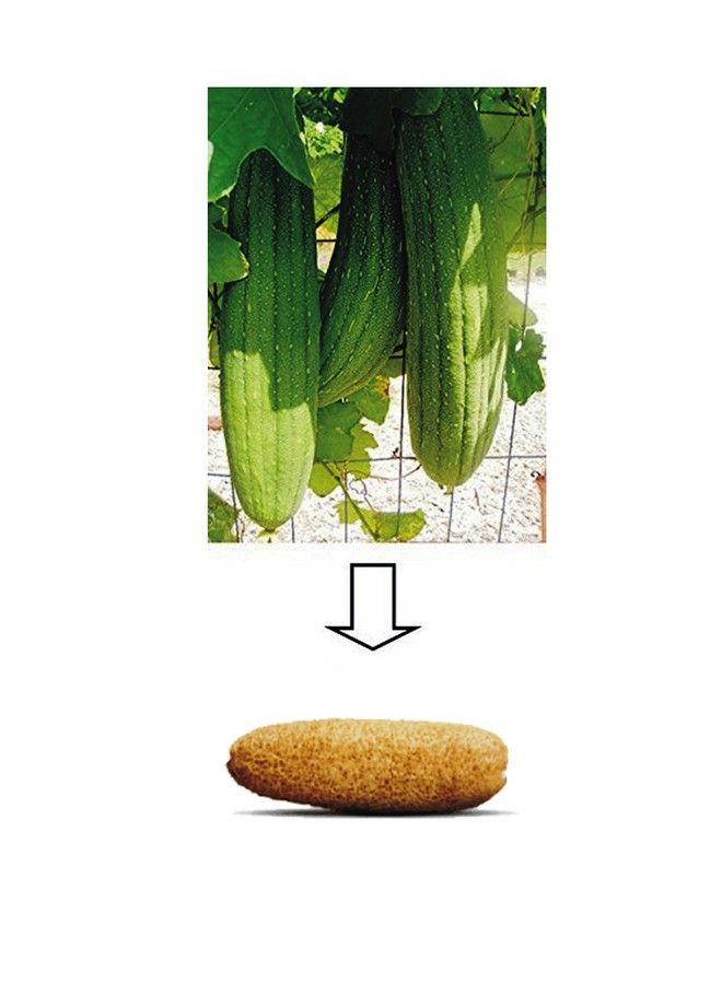 jeoga Loofah (3 Pcs) 100% Natural Ridge Gourd Fiber Big Size 6" To 7" Inch Long You Can Cut It As Per Your Requirement Natural Color - Image 4