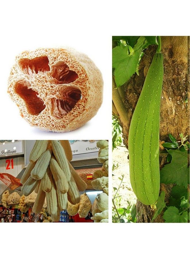 jeoga Loofah (3 Pcs) 100% Natural Ridge Gourd Fiber Big Size 6" To 7" Inch Long You Can Cut It As Per Your Requirement Natural Color - Image 3