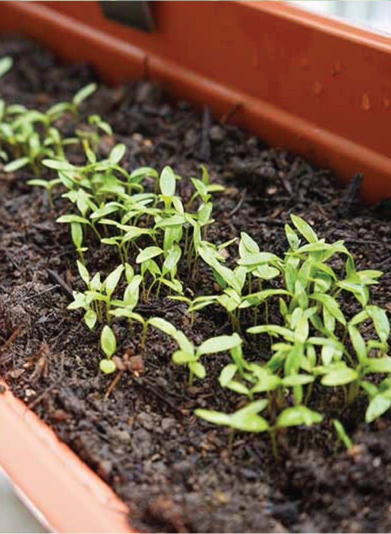 Generic Parsley Plants Seeds for Planting - Organic Parsley Premium Quality Seeds - Seeds Hybrid,Organic Non GMO Vegetable Seeds for Home and Garden Potted Plants,Easy to Plant - Image 2