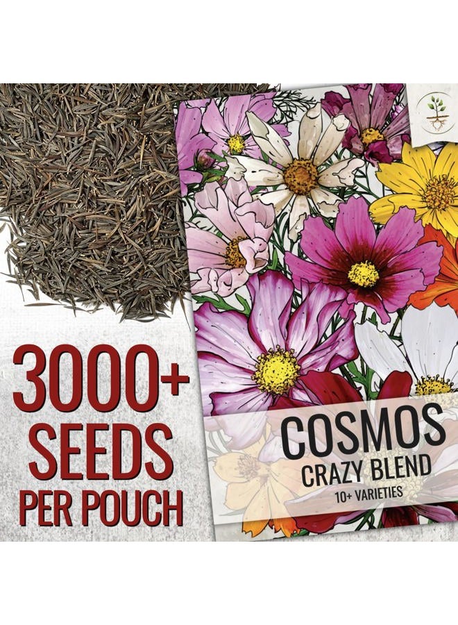 Seed Needs Flower Seeds Cosmos Crazy Blend No Filler 10+ Varieties | Cosmo Bipinnatus Open Pollinated Untreated Resealable Packaging Keeps Fresh Bulk Flowering Mix - Image 3