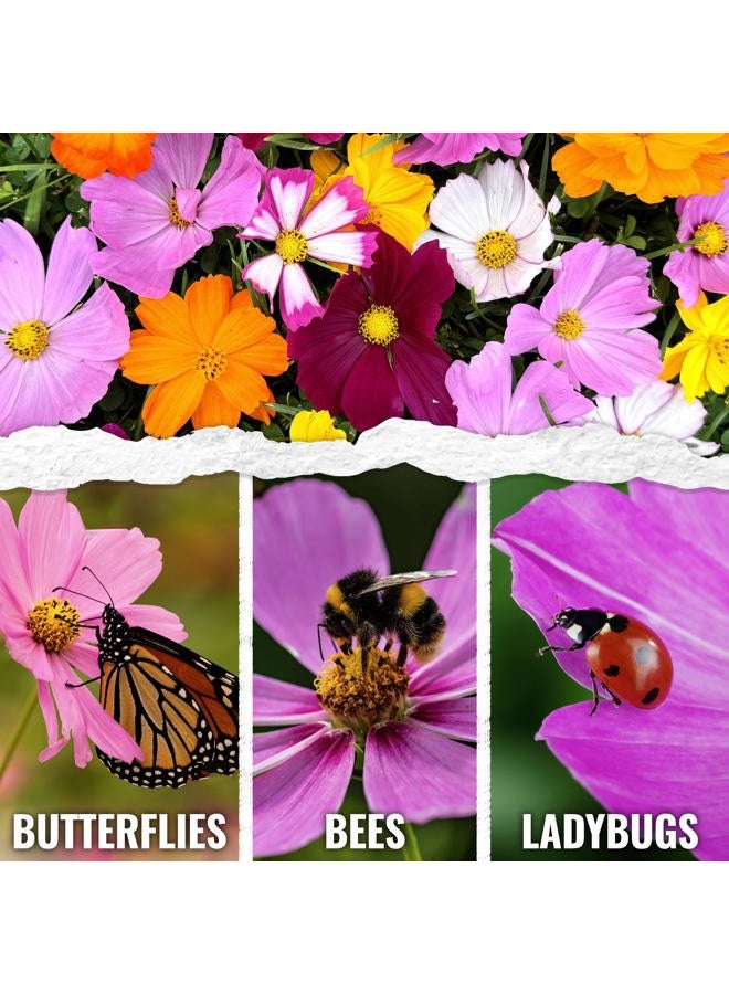 Seed Needs Flower Seeds Cosmos Crazy Blend No Filler 10+ Varieties | Cosmo Bipinnatus Open Pollinated Untreated Resealable Packaging Keeps Fresh Bulk Flowering Mix - Image 2