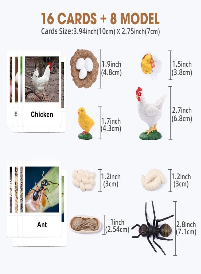 MEROCO Chicken Life Cycle Toys for Kids 3-5 Animal Flashcards with Figurines Preschool Science Matching Game Learning & Education Toys - Image 2