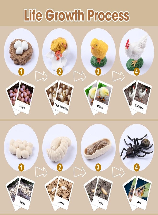 MEROCO Chicken Life Cycle Toys for Kids 3-5 Animal Flashcards with Figurines Preschool Science Matching Game Learning & Education Toys - Image 5