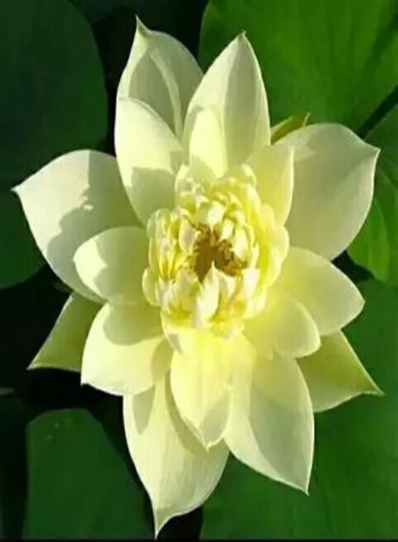 GGOOT 20Pcs/Bag Lotus Seeds Easy to Plant Flowering Plants Viable Indoor Outdoor Sowing Bonsai Seeds for Garden - Yellow - Flower Seeds Vegetable Seeds Fruit Seeds Garden Plant Seeds for Planting  - Image 2