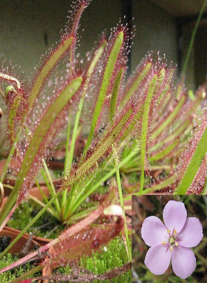 GGOOT Green Garden Flower Plants-100Pcs/Bag Drosera Seeds High Humidity Need Eco-Friendly Onamental Natural Drosera Plant Seeds for Garden - Drosera Seeds - Image 1