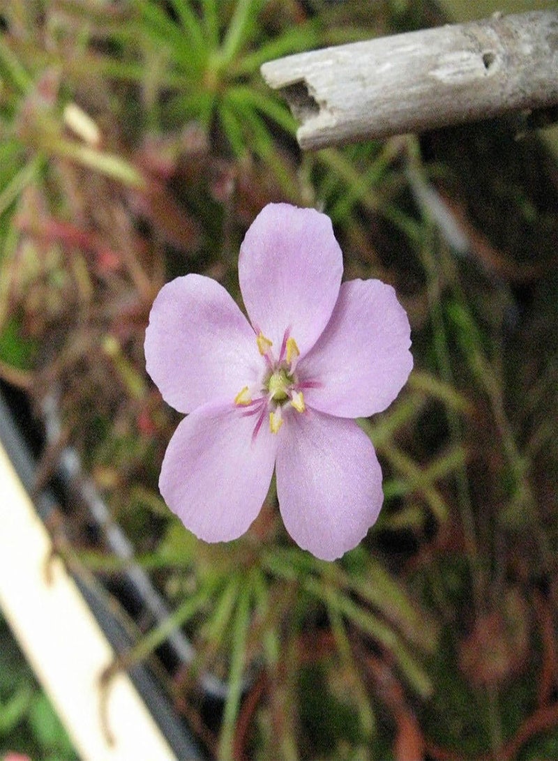 GGOOT Green Garden Flower Plants-100Pcs/Bag Drosera Seeds High Humidity Need Eco-Friendly Onamental Natural Drosera Plant Seeds for Garden - Drosera Seeds - Image 2
