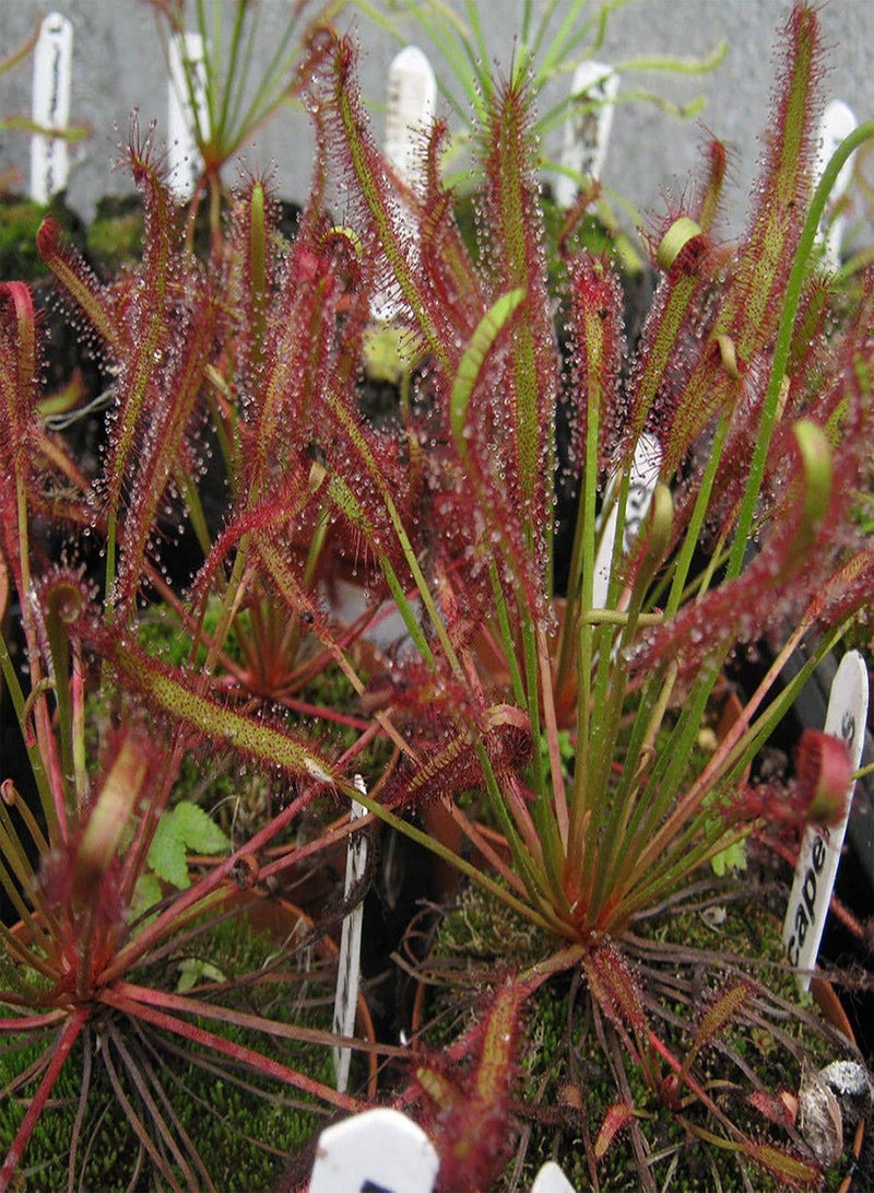 GGOOT Green Garden Flower Plants-100Pcs/Bag Drosera Seeds High Humidity Need Eco-Friendly Onamental Natural Drosera Plant Seeds for Garden - Drosera Seeds - Image 3
