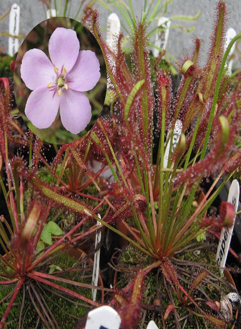 GGOOT Green Garden Flower Plants-100Pcs/Bag Drosera Seeds High Humidity Need Eco-Friendly Onamental Natural Drosera Plant Seeds for Garden - Drosera Seeds - Image 5