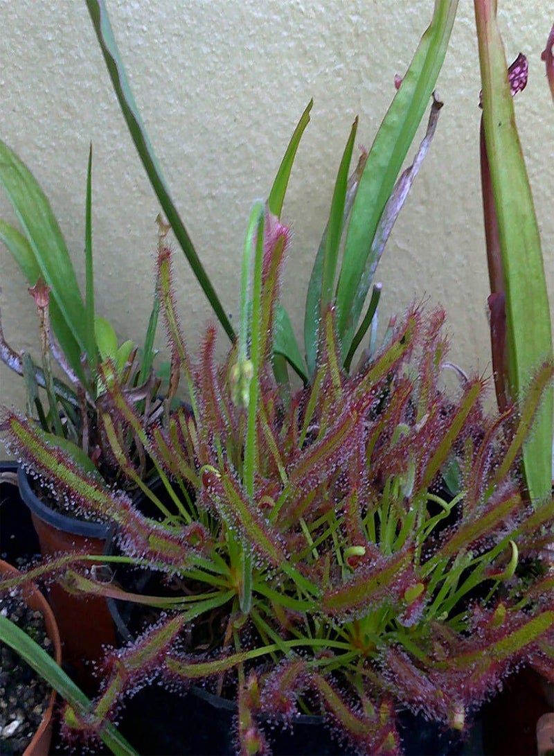 GGOOT Green Garden Flower Plants-100Pcs/Bag Drosera Seeds High Humidity Need Eco-Friendly Onamental Natural Drosera Plant Seeds for Garden - Drosera Seeds - Image 4