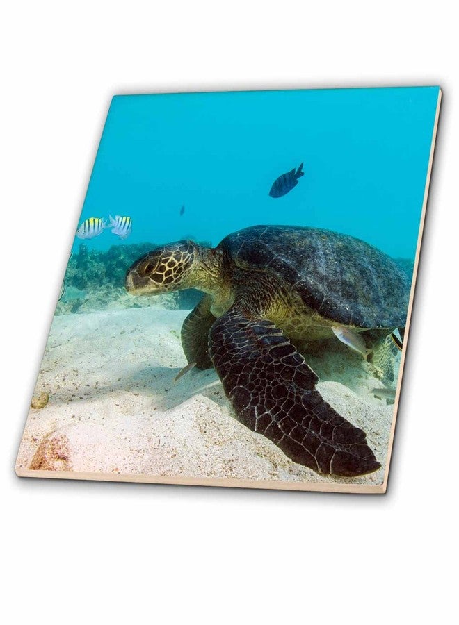 3D Rose ct_228991_2 Galapagos Green Sea Turtle Underwater Galapagos
