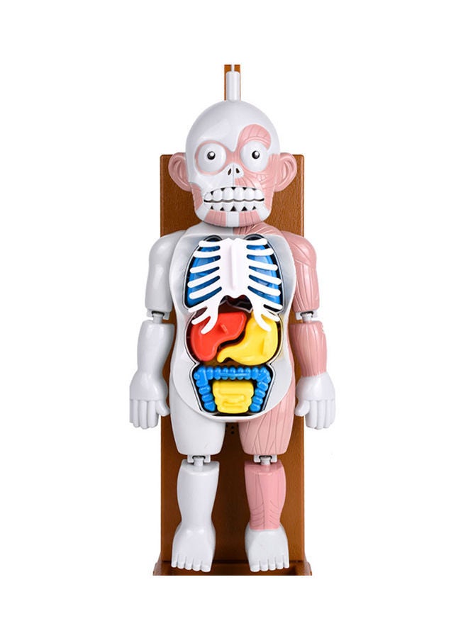 NIBEMINENT Human Body Model 3D Puzzle 1000g