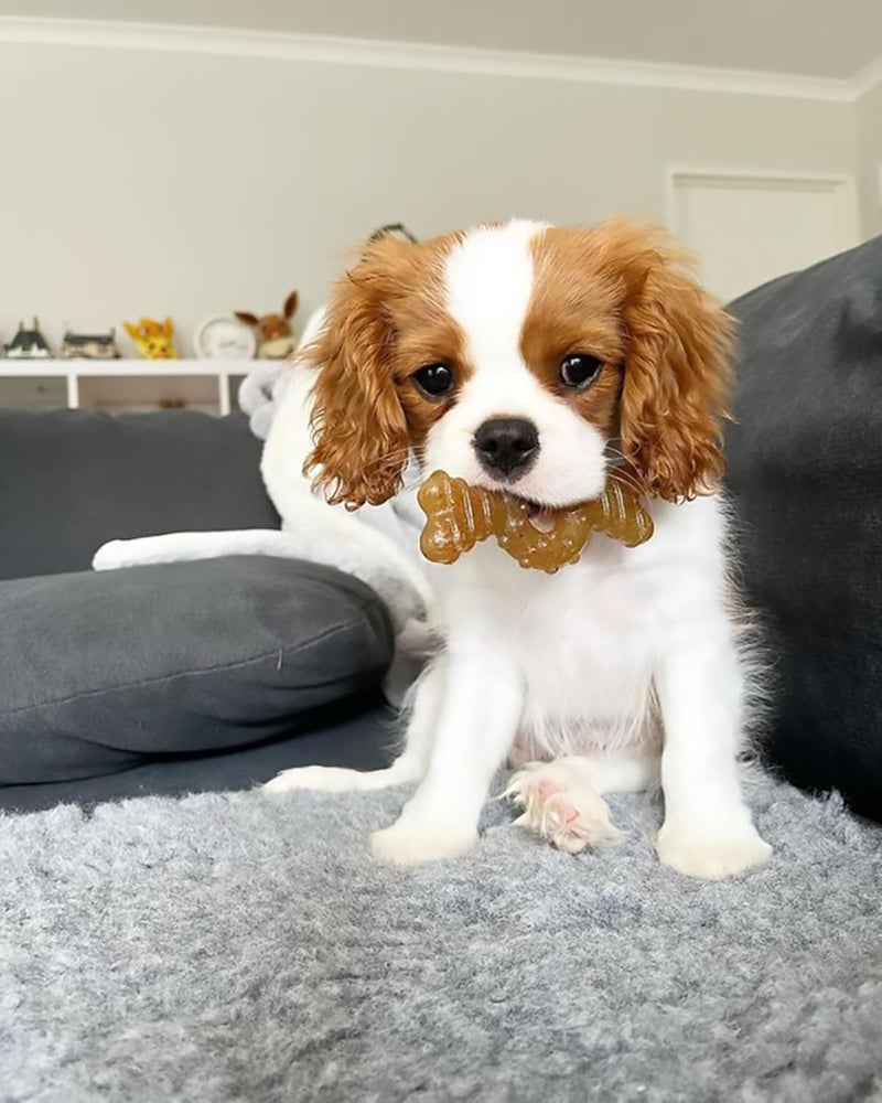 Nylabone Just for Puppies Petit Chicken Flavored Chew Toy for Teething Relief - Image 4