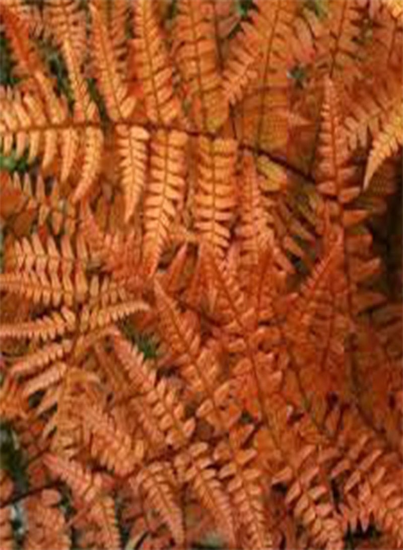 GGOOT seeds Fresh 100 Pcs Fern Plant Seeds for Planting Orange