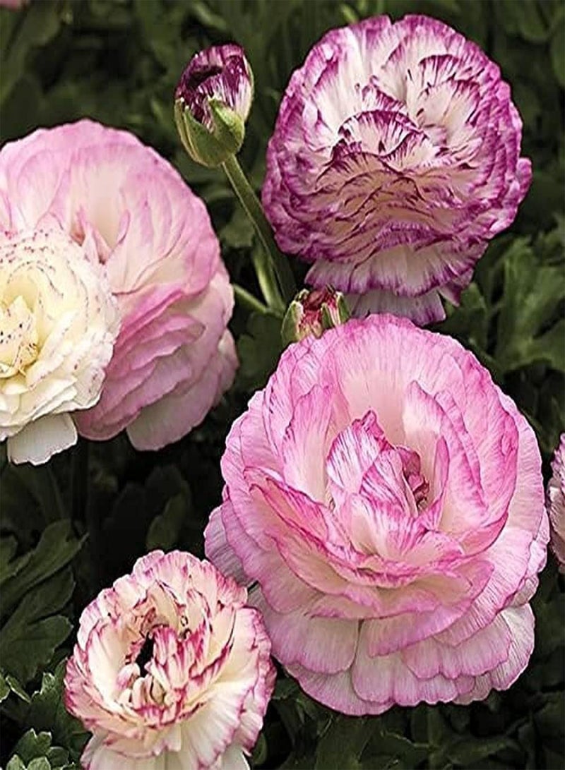 جي جوت 12 قطعة من بذور نبات الحوذان التراثية المتنوعة للزراعة في مزهرية الحديقة الداخلية والخارجية، زهرة الحوذان الأنيقة هي مادة تجميلية في البيئة الطبيعية - Image 2