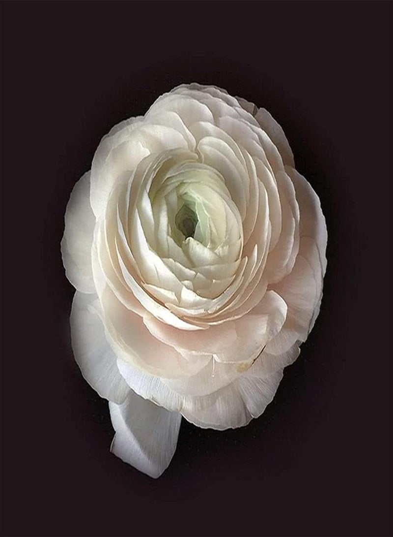 جي جوت 12 قطعة من بذور نبات الحوذان التراثية المتنوعة للزراعة في مزهرية الحديقة الداخلية والخارجية، زهرة الحوذان الأنيقة هي مادة تجميلية في البيئة الطبيعية - Image 4