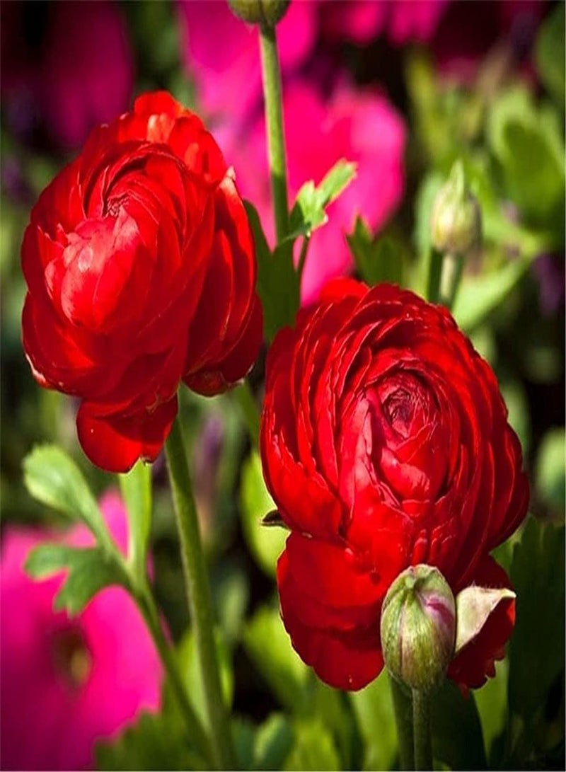 جي جوت 12 قطعة من بذور نبات الحوذان التراثية المتنوعة للزراعة في مزهرية الحديقة الداخلية والخارجية، زهرة الحوذان الأنيقة هي مادة تجميلية في البيئة الطبيعية - Image 5