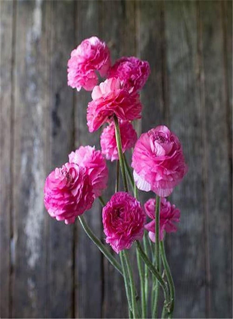 جي جوت 12 قطعة من بذور نبات الحوذان التراثية المتنوعة للزراعة في مزهرية الحديقة الداخلية والخارجية، زهرة الحوذان الأنيقة هي مادة تجميلية في البيئة الطبيعية - Image 3