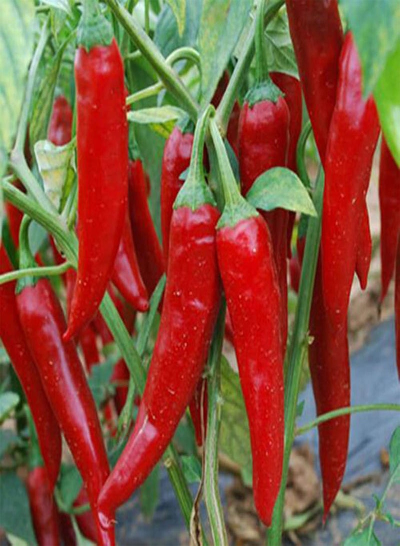 جي جوت أصناف بذور الخضروات - 100 قطعة من بذور الفلفل الأحمر الحار والفلفل الحار والتوابل، نبات الخضروات للأطفال المبتدئين في البستنة - 1# - Image 1