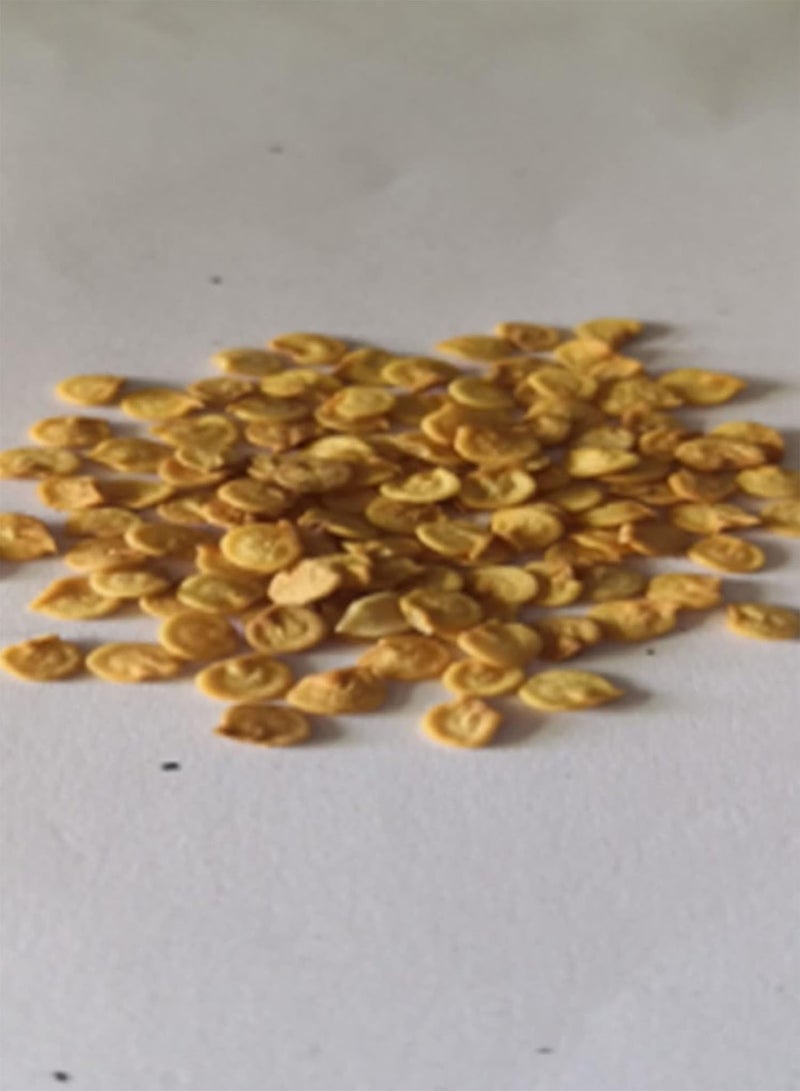 جي جوت أصناف بذور الخضروات - 100 قطعة من بذور الفلفل الأحمر الحار والفلفل الحار والتوابل، نبات الخضروات للأطفال المبتدئين في البستنة - 1# - Image 2