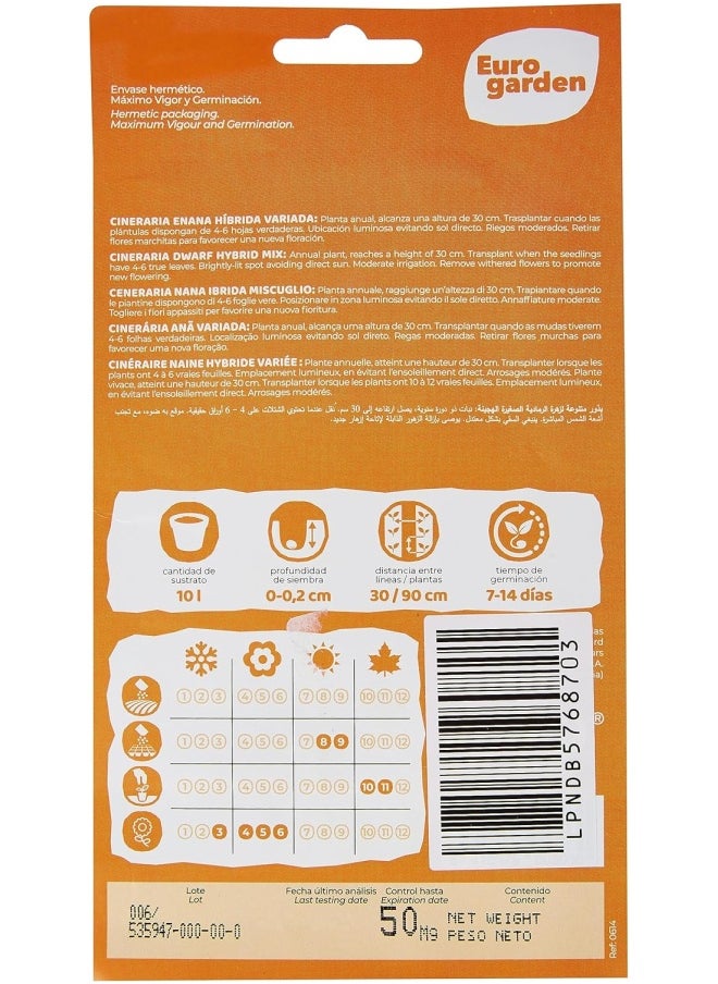 Euromart - Euro Garden Cineraria Hybride - Image 1