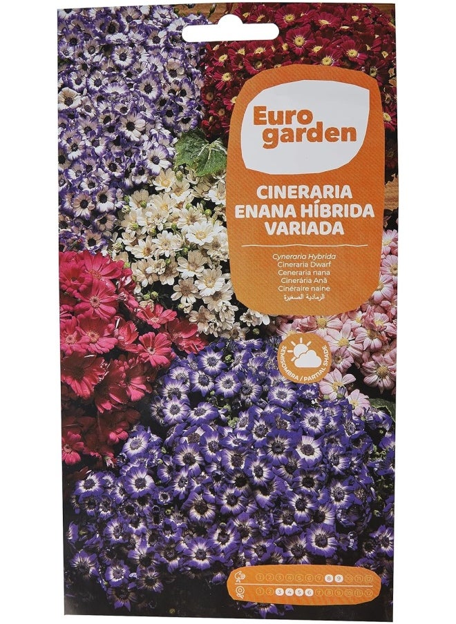 Euromart - Euro Garden Cineraria Hybride - Image 1