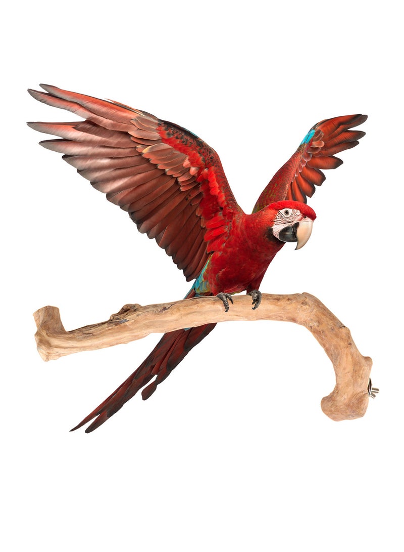 CHEWY BEAK Birds Stand Java wood Large Parrots Macaw Wooden Perch Natural Indonesian Wooden Tree branch Cage Accessories stick - Image 1