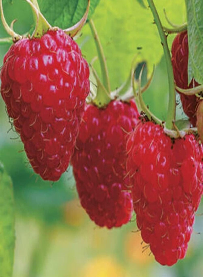GGOOT 50Pcs DIY Red Raspberry Gardening Kit Bush Fruit Seeds For Outdoor Garden Yards Seeds 1size - Image 2