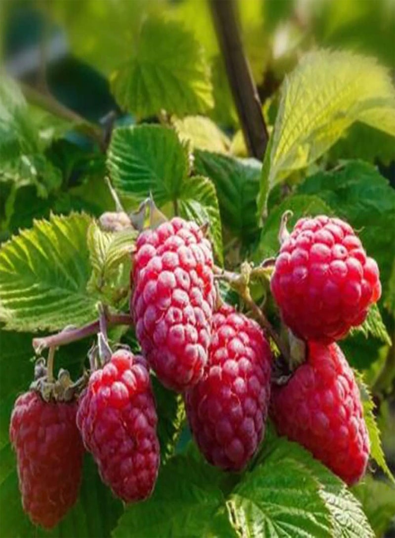 GGOOT 50Pcs DIY Red Raspberry Gardening Kit Bush Fruit Seeds For Outdoor Garden Yards Seeds 1size - Image 4