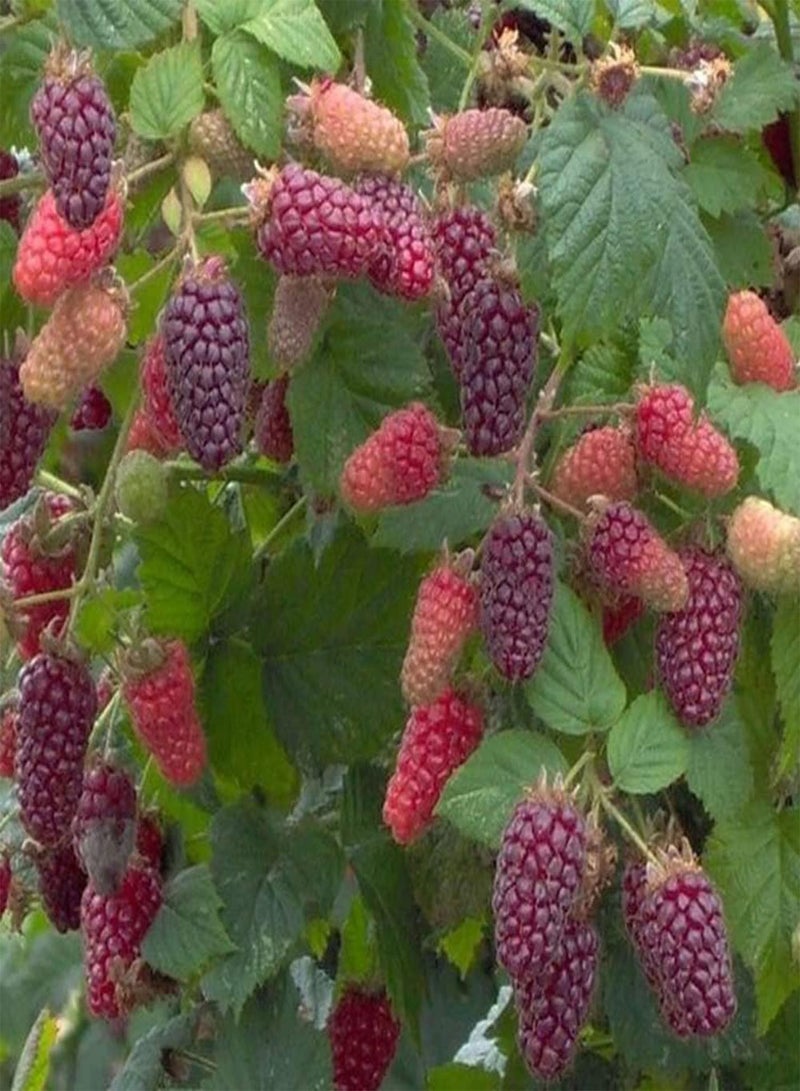 GGOOT 50Pcs DIY Red Raspberry Gardening Kit Bush Fruit Seeds For Outdoor Garden Yards Seeds 1size - Image 5