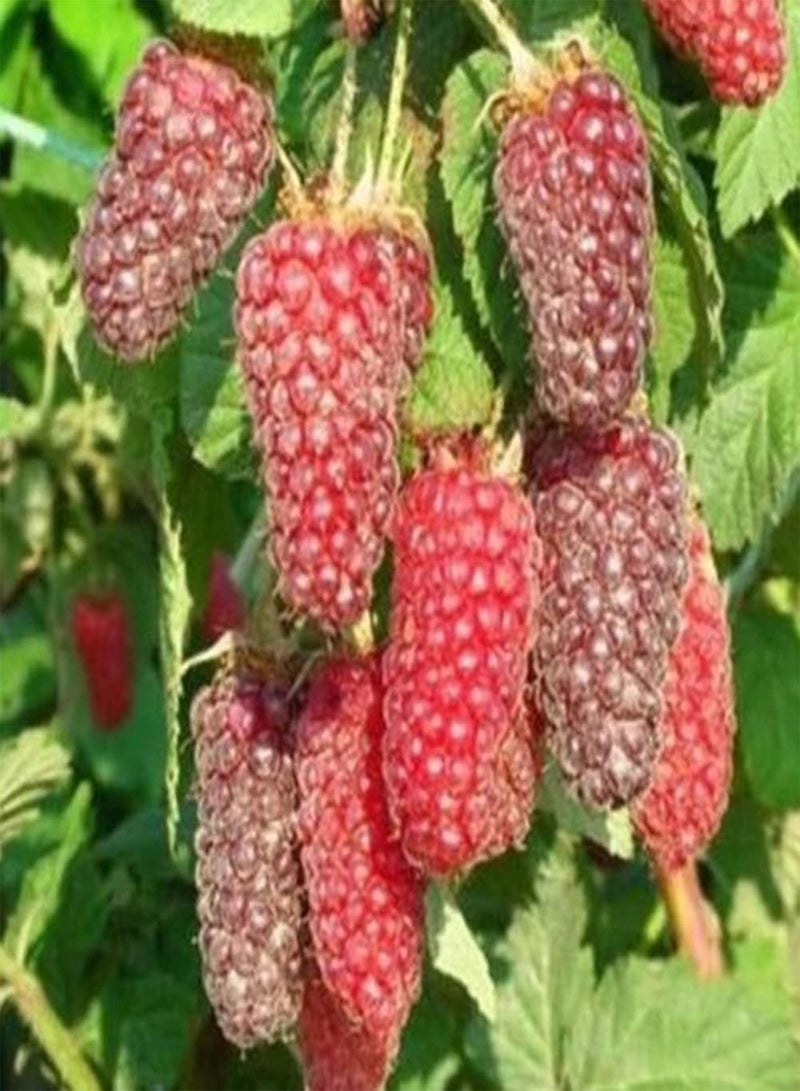 GGOOT 50Pcs DIY Red Raspberry Gardening Kit Bush Fruit Seeds For Outdoor Garden Yards Seeds 1size - Image 3