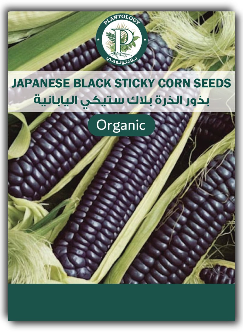 بذور ذرة يابانية سوداء لزجة للزراعة - Image 1