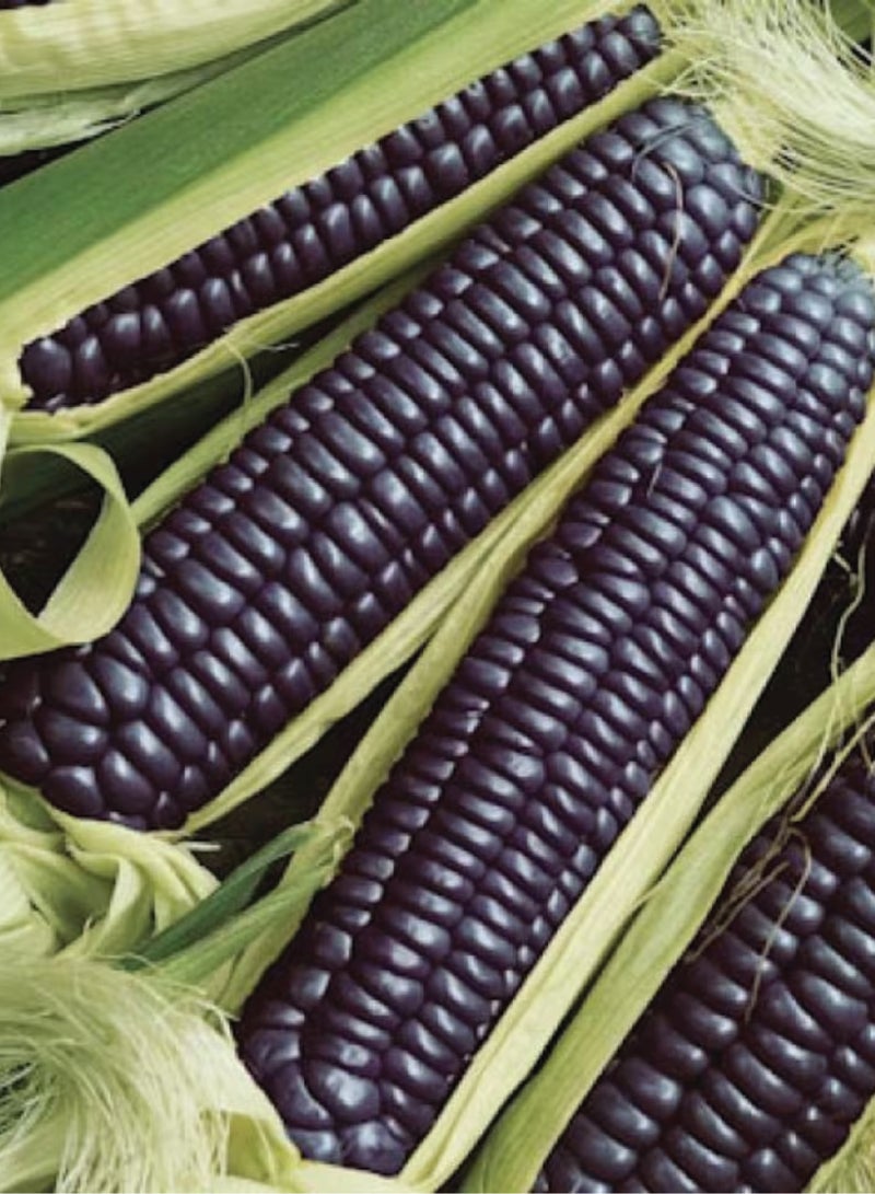 بذور ذرة يابانية سوداء لزجة للزراعة - Image 2