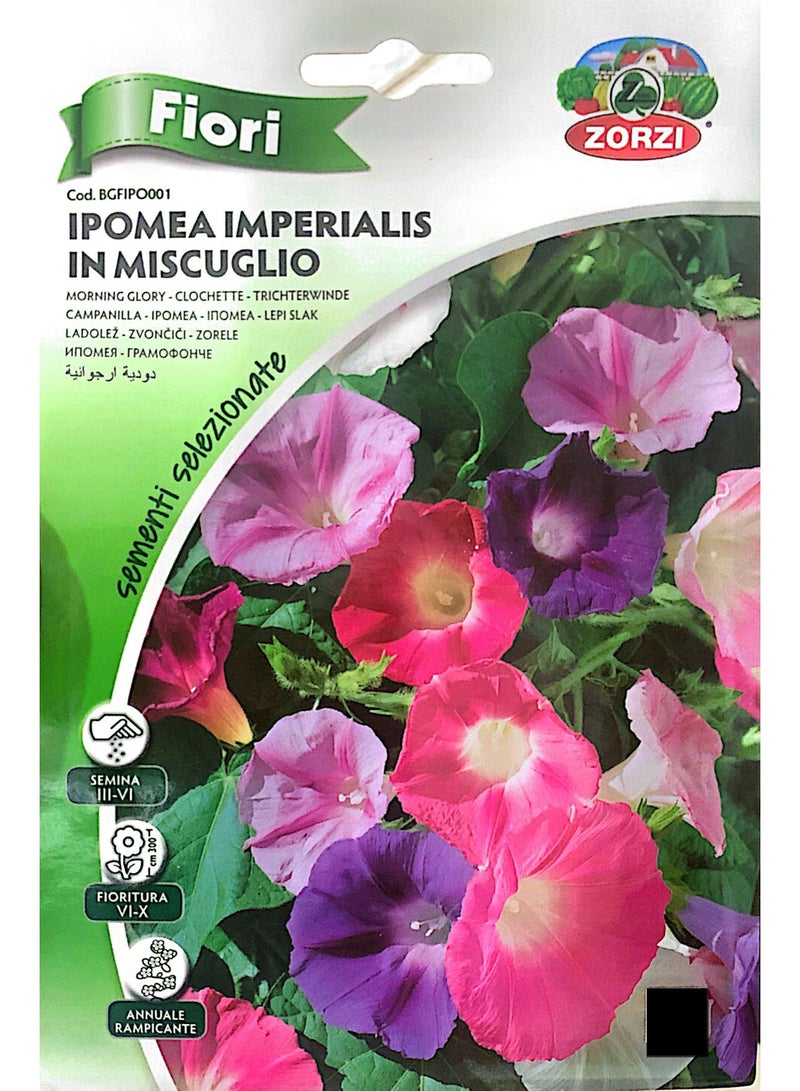 ZORZI Morning Glory Seeds
