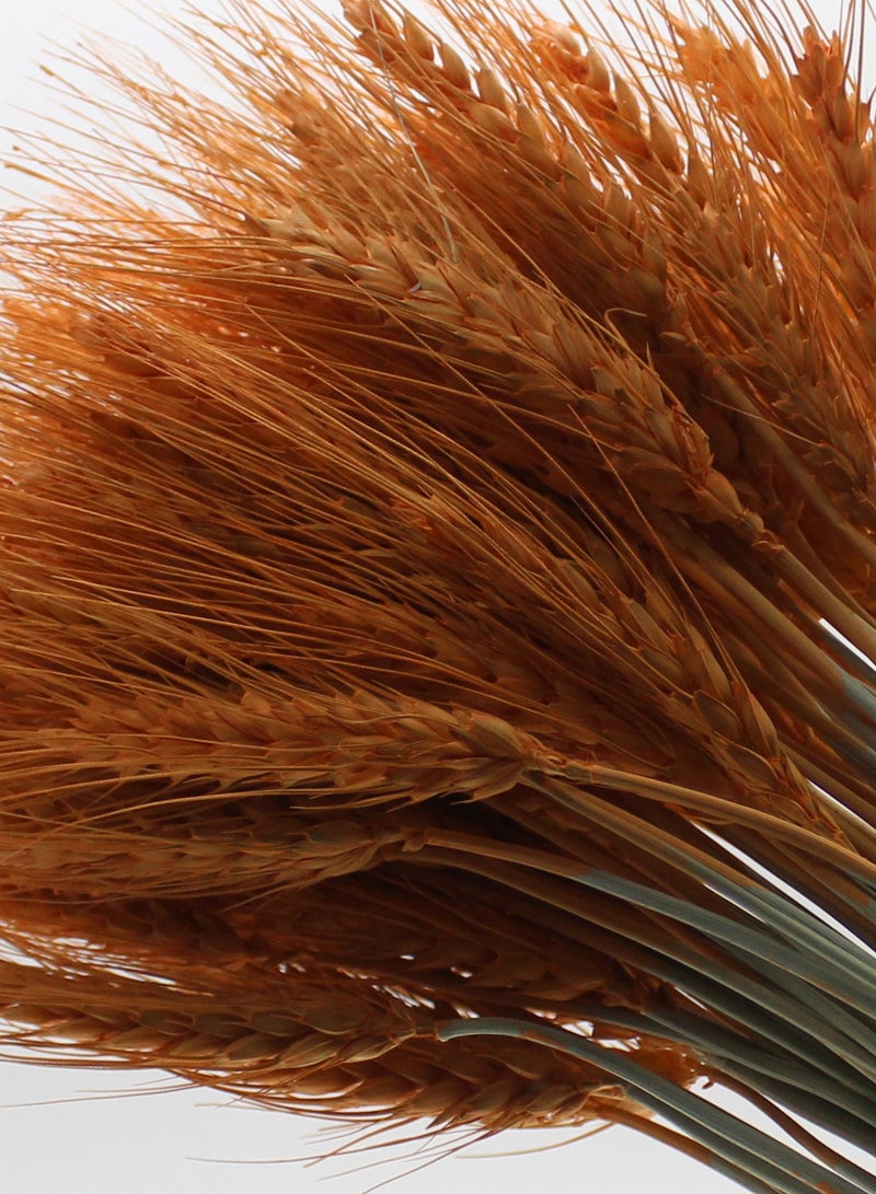 Generic Dry wheat for decoration  - Image 1