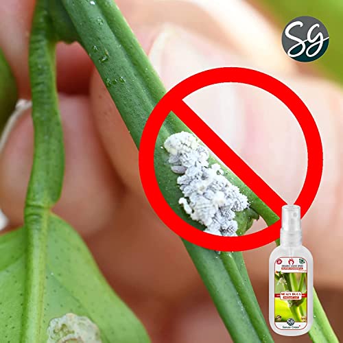 Sansar Green® Mealy Bug Instant Hit Spray, Premium Essential Super Powerful Liquid Spray for removing of Mealy Bugs from Plants (500 ml) - Image 3
